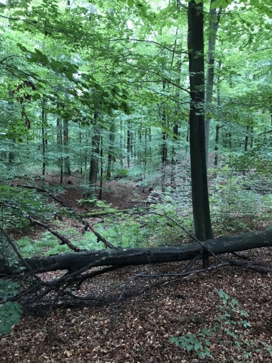 Wald Königsforst