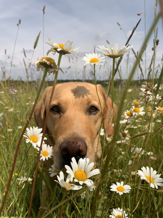 Hund steht auf einer Blumenwiese und blickt in die Kamera