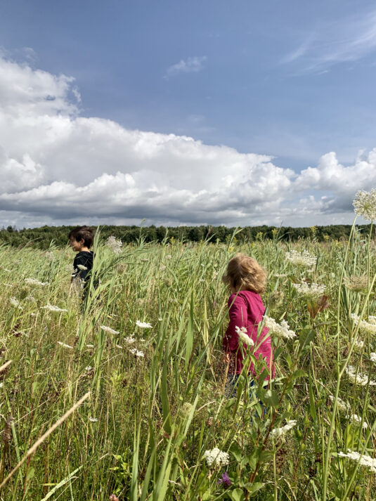 Kinder laufen über eine Sommerwiese in der Wahner Heide